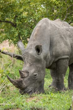 White rhino grazing in the Kruger National Park, South Africa.