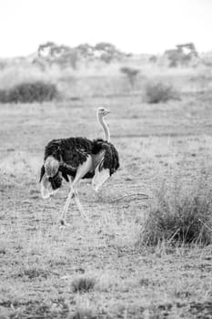 Ostrich walking in the grass in black and white in the Kruger National Park, South Africa.