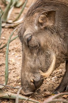 Side profile of a Warthog in the Kruger National Park, South Africa.