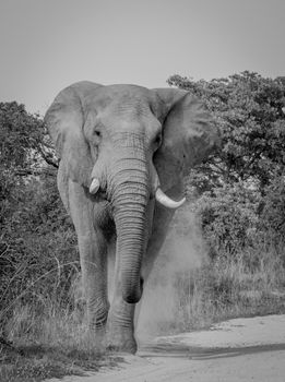 Elephant walking towards the camera in the Kruger National Park, South Africa.