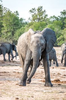 Elephant playing in the Kruger National Park, South Africa.