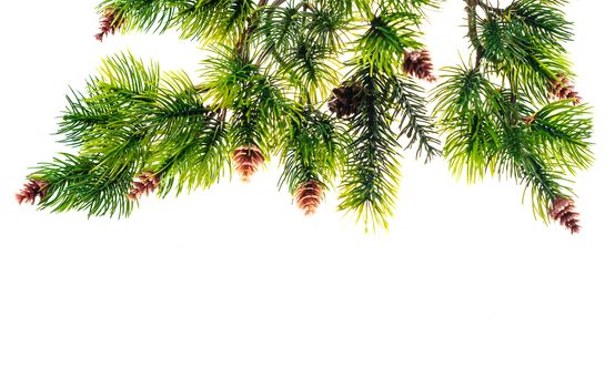 Beautiful fir branches with cones on a white background.