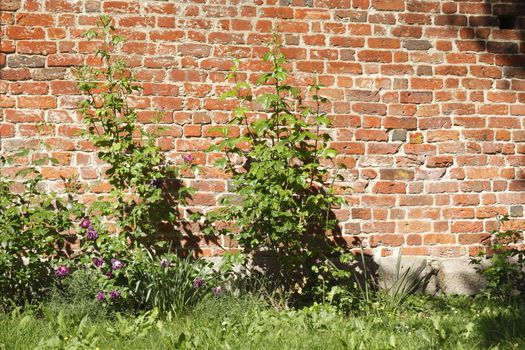 Old Wall with meadow