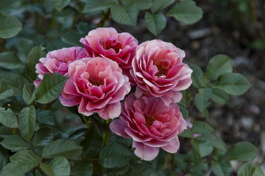 Emmarentia Botanical Garden - Rose flowers, Johannesburg South Africa