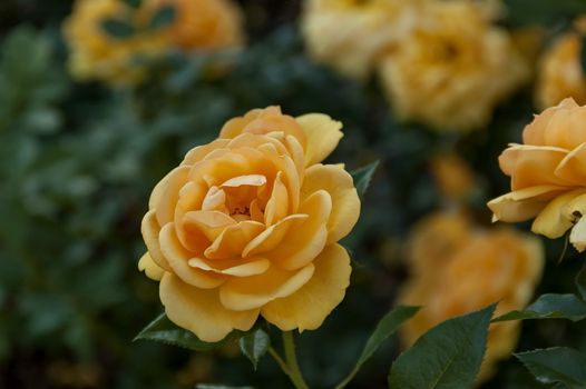 Emmarentia Botanical Garden - Rose flowers, Johannesburg South Africa