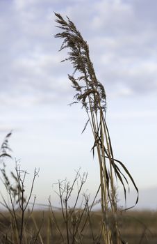 dry wheat plant in nature as card or codolence