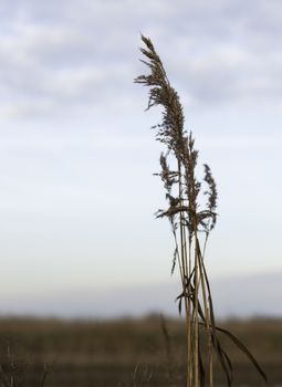 dry wheat plant in nature as card or codolence