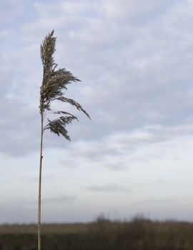 dry wheat plant in nature as card or codolence