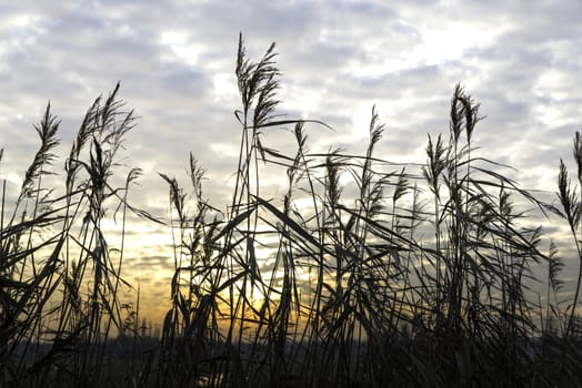 wheat plants and grass with sunset or sunrise background