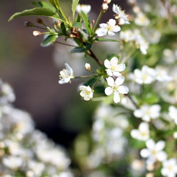 Flowers of the cherry blossoms on a spring day