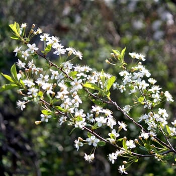 Flowers of the cherry blossoms on a spring day