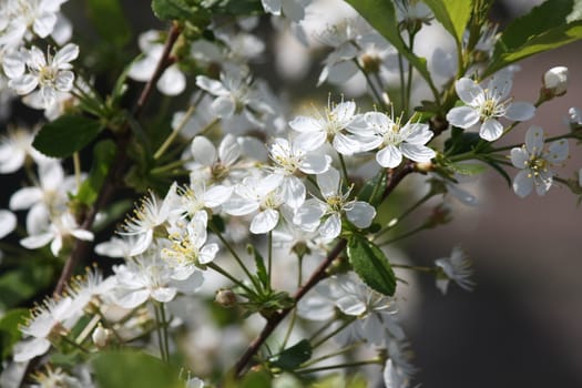 Flowers of the cherry blossoms on a spring day