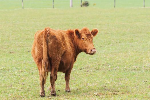 cow ,livestock in new zealand farm field