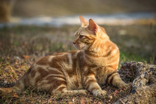 cat lying on field