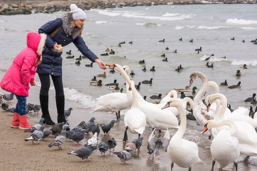 Family feeding white swans on the sea coast in winter