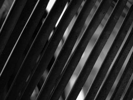 BLACK AND WHITE PHOTO OF COCONUT LEAF IN PATTERN