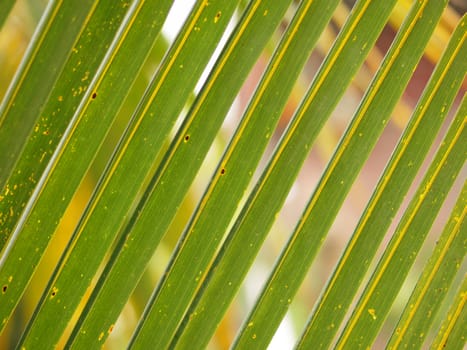 COLOR PHOTO OF COCONUT LEAF IN PATTERN