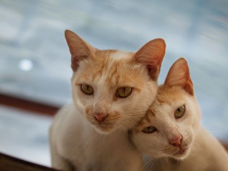 COLOR PHOTO OF COUPLE CAT