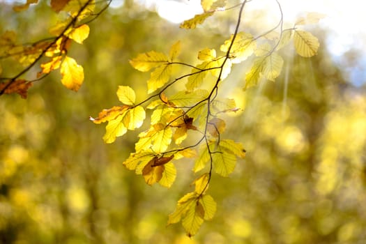 Yellow leaves in the intense light of the sun