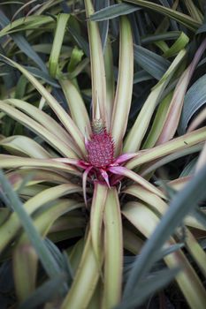 Pineapple growing on small pineapple plant on the farm