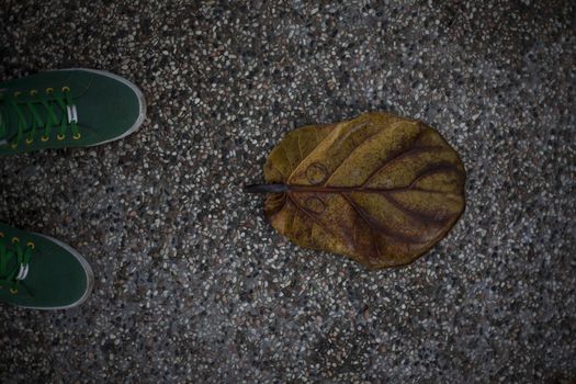 Yellow leaf on asphalt near green shoes