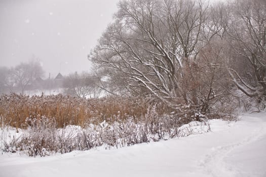 Snow and frost on cane on a frozen misty river. Overcast snowy weather.