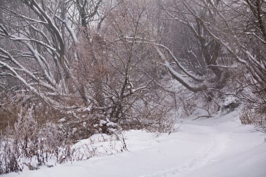 Snow and frost on cane on a trees. Misty road. Overcast snowy weather.