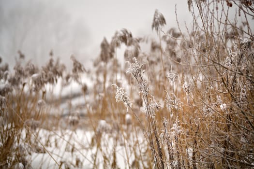 Snow and frost on cane and grass on a frozen misty river. Overcast snowy weather.