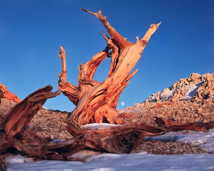 The Bristlecone Pine is the oldest living beings on earth. Some are known to be older than even the Romans. The White Mountains in California has a few groves of these pines.