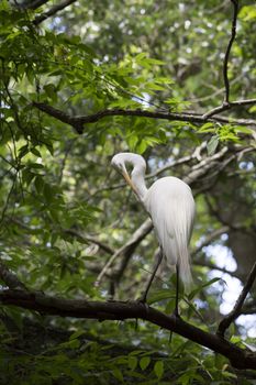 Great egret grooming in a tree