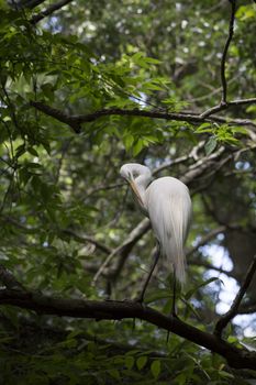 Great egret grooming in a tree