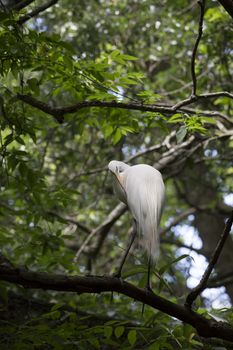 Great egret grooming in a tree