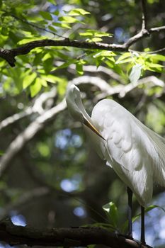 Great egret grooming in a tree