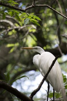 Great egret in a tree