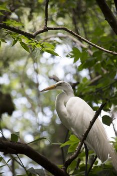 Great egret in a tree