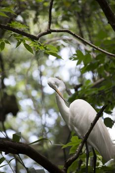 Great egret grooming in a tree