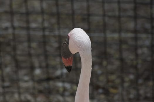 Close up of flamingo