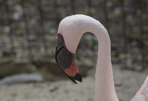 Close up of flamingo