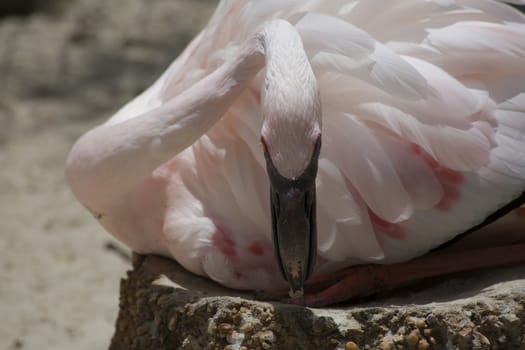 Flamingo sitting on eggs