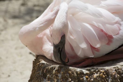 Flamingo sitting on eggs