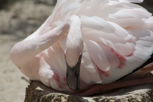 Flamingo sitting on eggs
