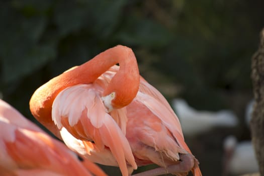 Single flamingo grooming