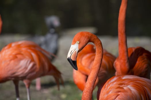 Focus on a single flamingo among the flock