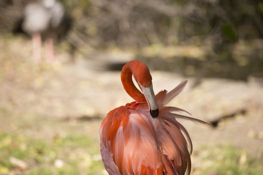Single flamingo grooming