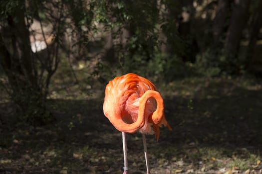 Single flamingo grooming