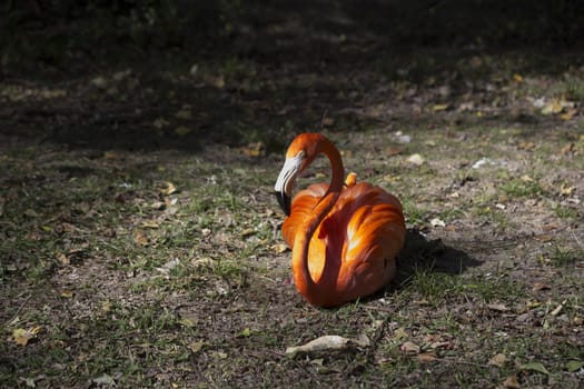 Single flamingo resting on the ground