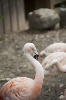 Flamingo