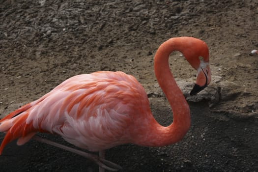 Close up of flamingo grooming