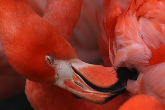 Close up of flamingo grooming