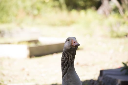 Close up of greylag goose (Anser anser)